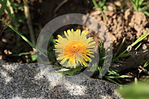 DandelionÃ¯Â¼ËTaraxacum mongolicum Hand.-Mazz.Ã¯Â¼â° photo